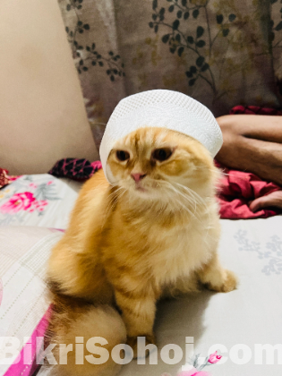 Persian cat